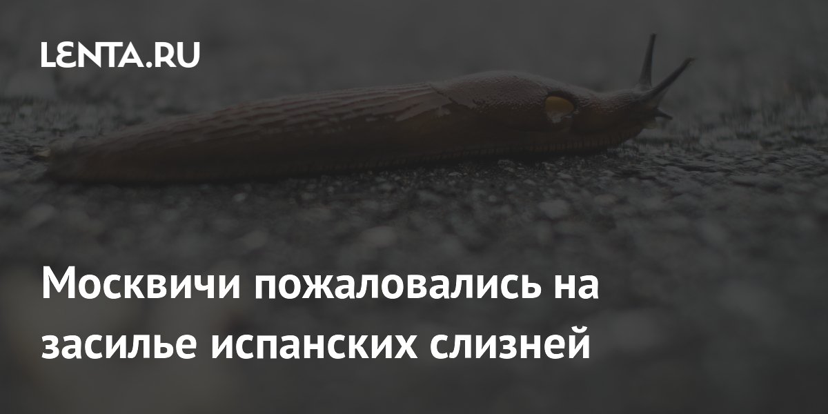 Испанские слизни заполонили велодорожку в московском парке