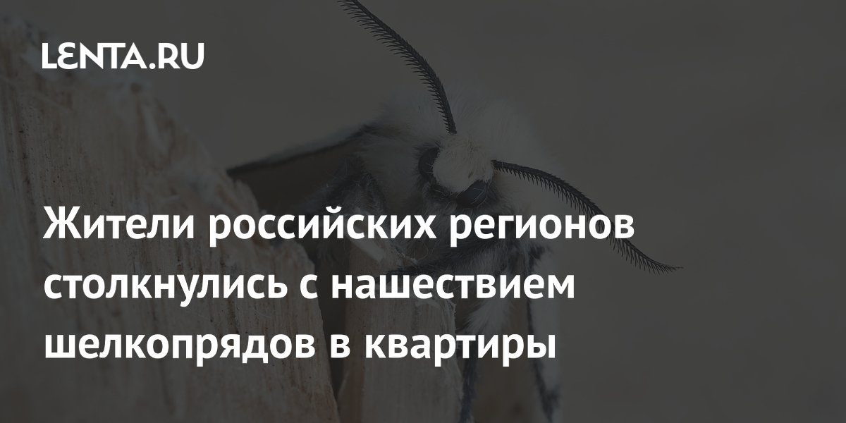 Непарные шелкопряды атакуют квартиры в Сибири: кладки яиц в шкафах и за шторами
