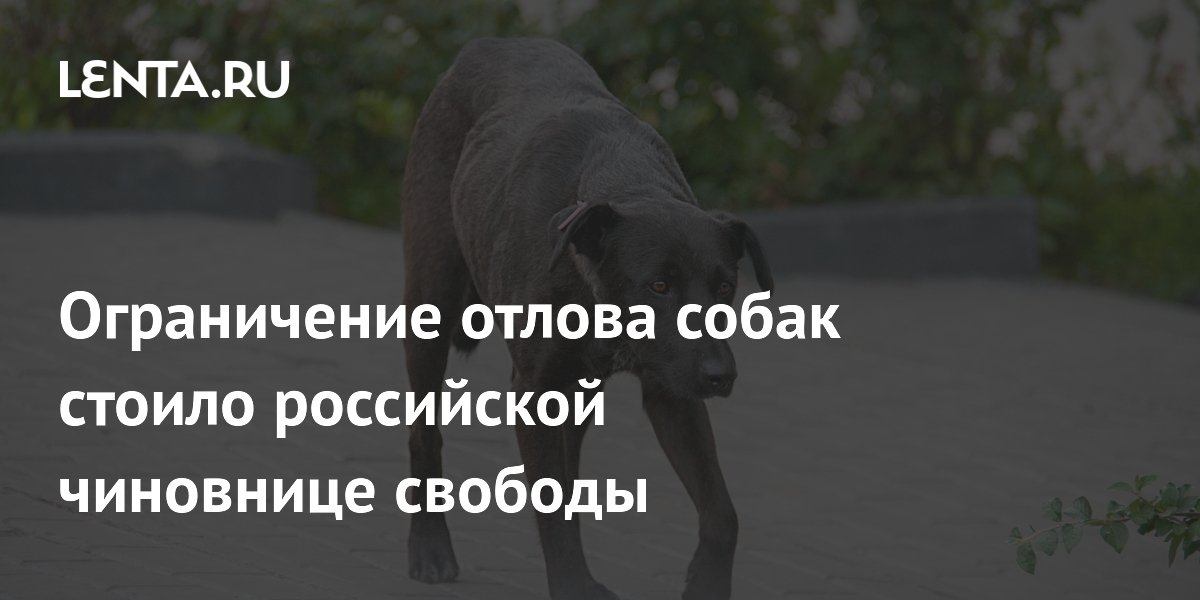 Чиновницу в Ачинске осудили на три года за ограничение отлова бродячих собак