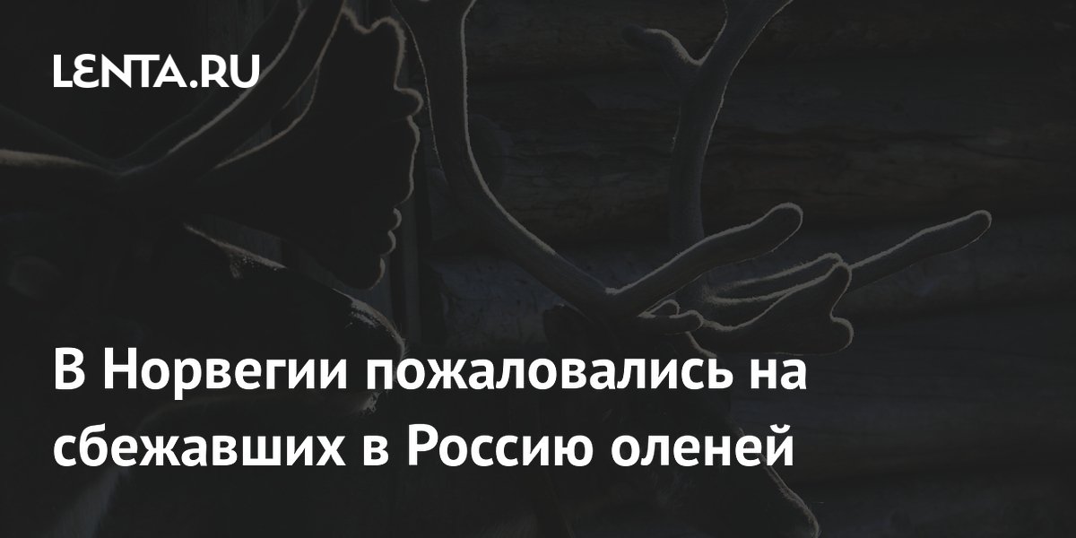 Три десятка норвежских оленей сбежали в Россию — владельцы не могут их вернуть