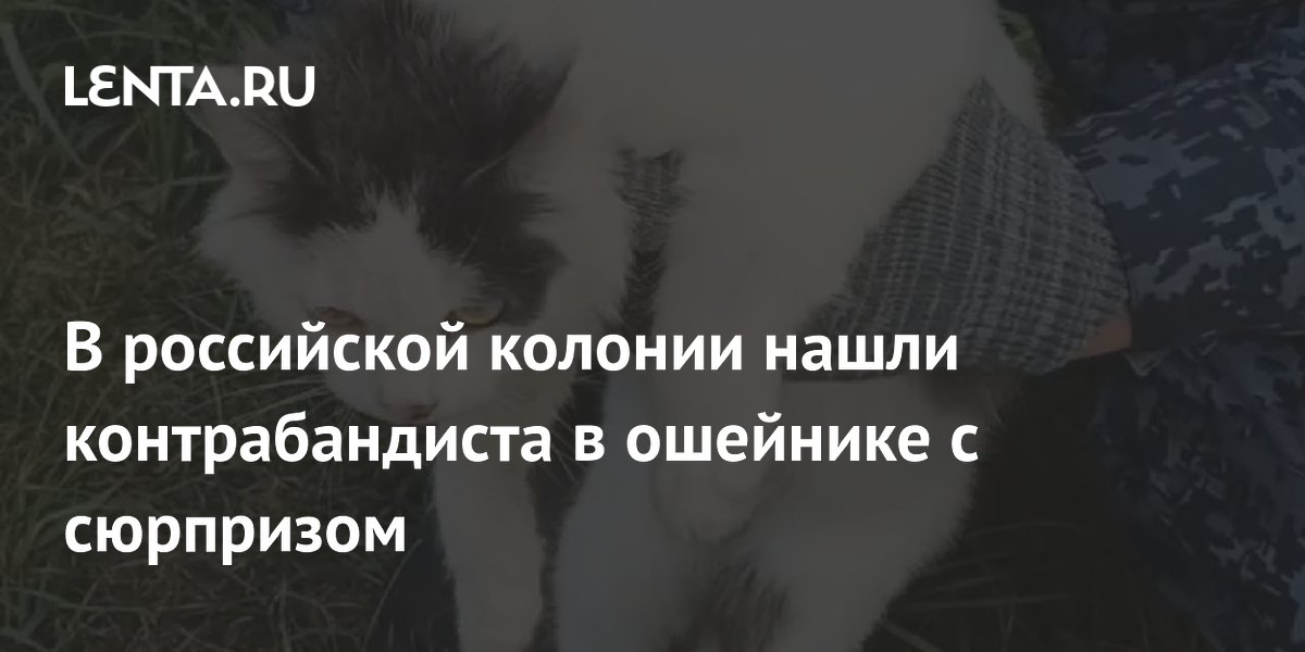 Кота-контрабандиста с наркотиками в ошейнике задержали в нижегородской колонии