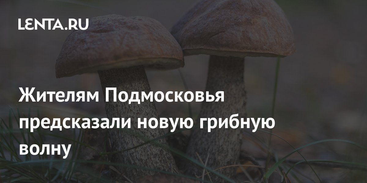 Миколог Комиссаров спрогнозировал новую грибную волну в Подмосковье к концу недели