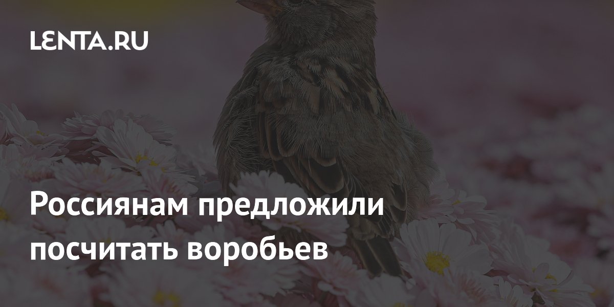 Россиян пригласили пересчитать воробьёв: с 8 по 16 августа пройдёт летний мониторинг