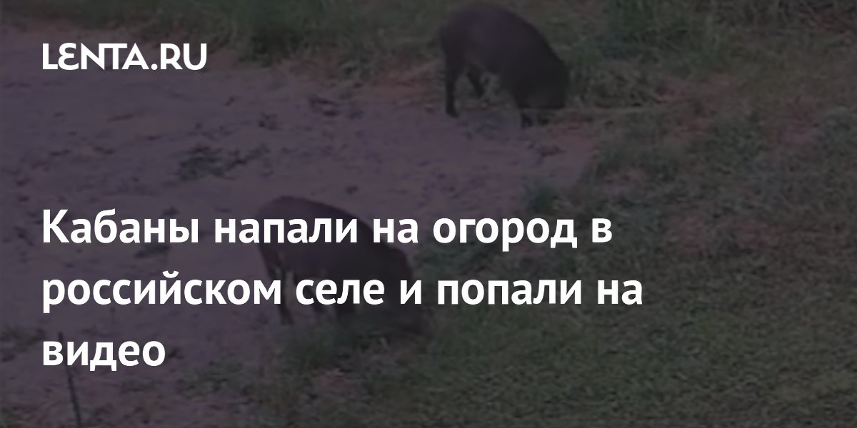 Кабаны атакуют огороды в Новосибирской области — видео