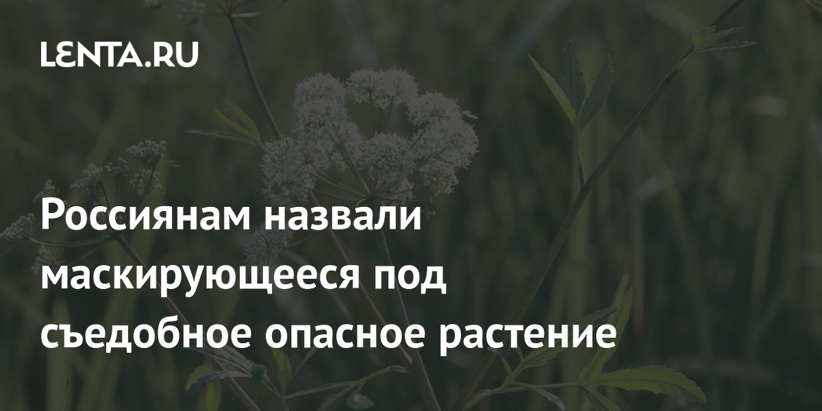 Врач предупредила: вех ядовитый маскируется под петрушку и смертельно опасен
