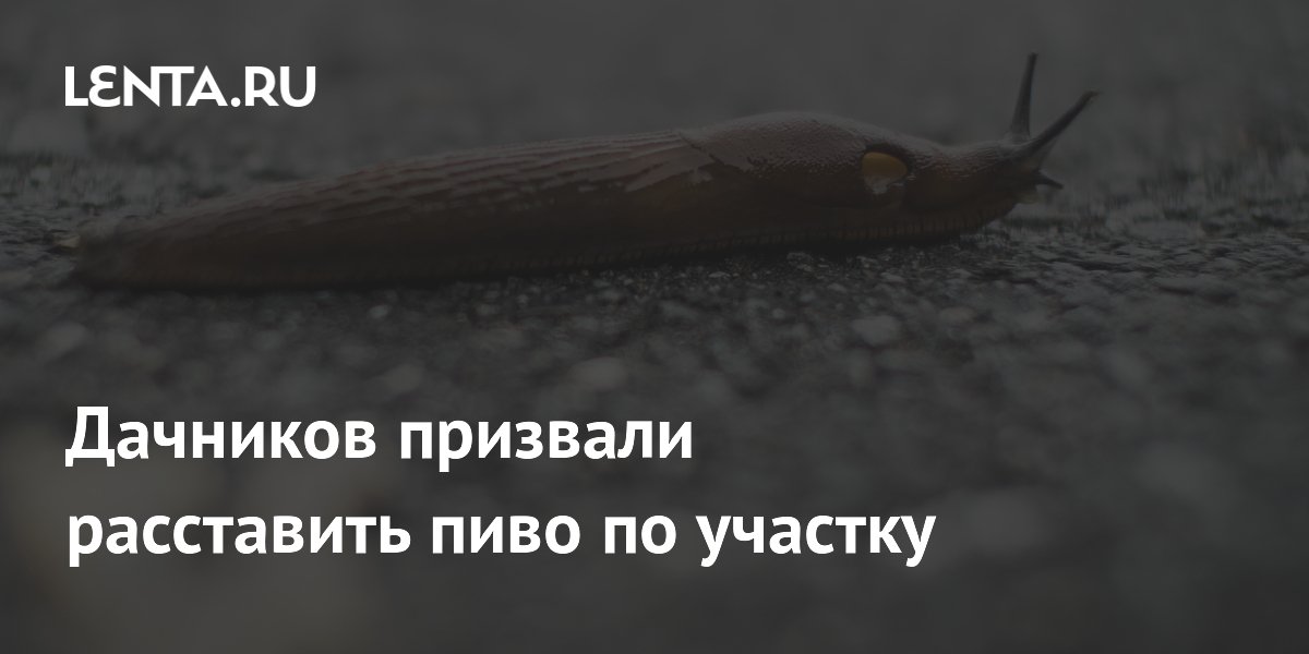 Биолог посоветовал дачникам расставить пиво по участку для борьбы со слизнями