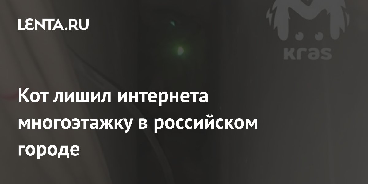 Кот в Красноярске упал в шахту и оставил без интернета целый дом