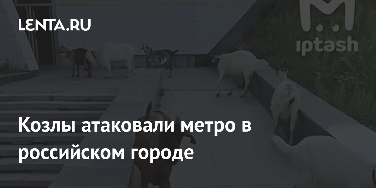 В Казани козлы регулярно заходят на станцию метро «Альметьево»