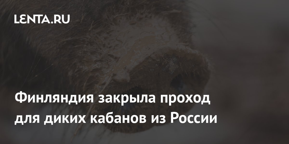 Финляндия закрыла проход для диких кабанов из России из-за чумы свиней
