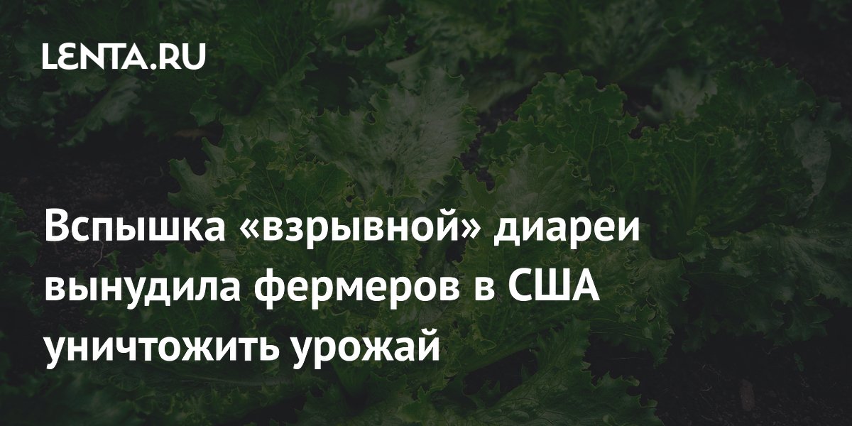 Фермеры в США уничтожают урожай салата из-за вспышки циклоспороза