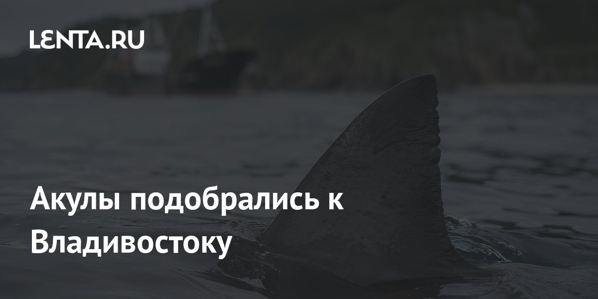 Акулы вплотную подобрались к Владивостоку: их заметили у острова Русский
