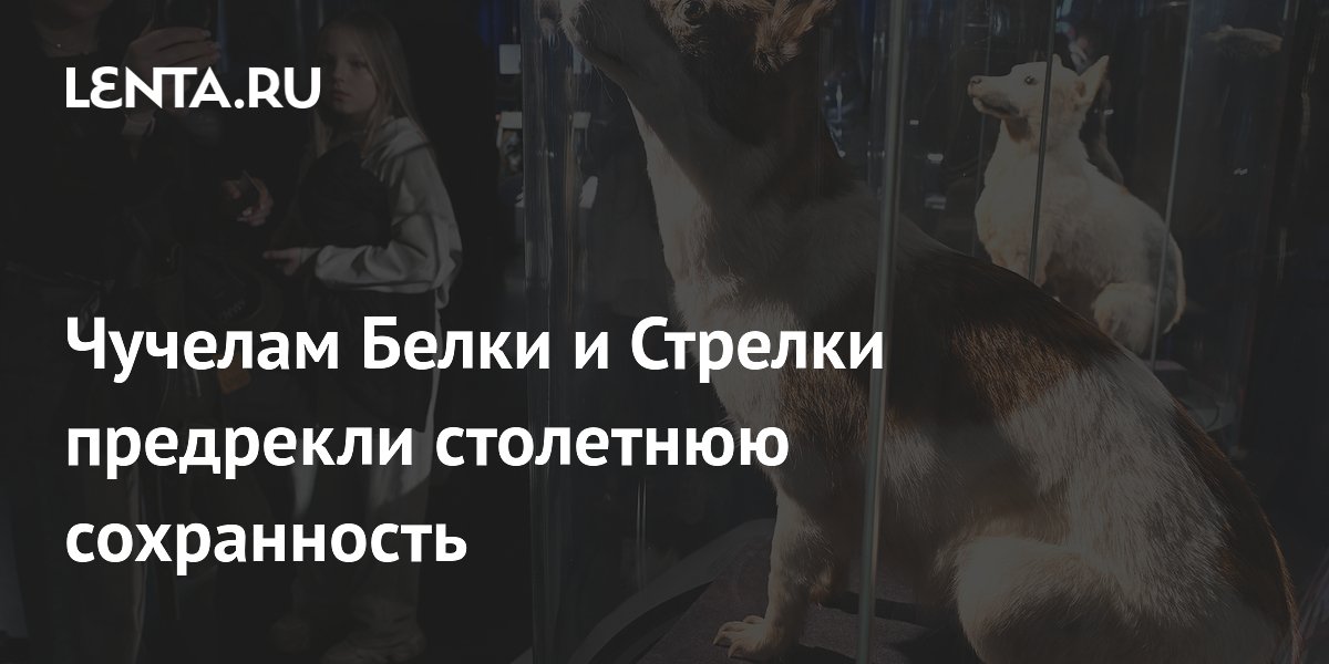 Специалист: чучела Белки и Стрелки могут сохраниться на столетия Специалист: чучела Белки и Стрелки могут сохраниться на столетия