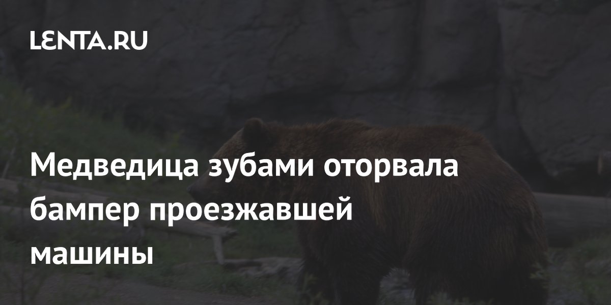 Медведица на трассе в Румынии зубами оторвала бампер автомобиля