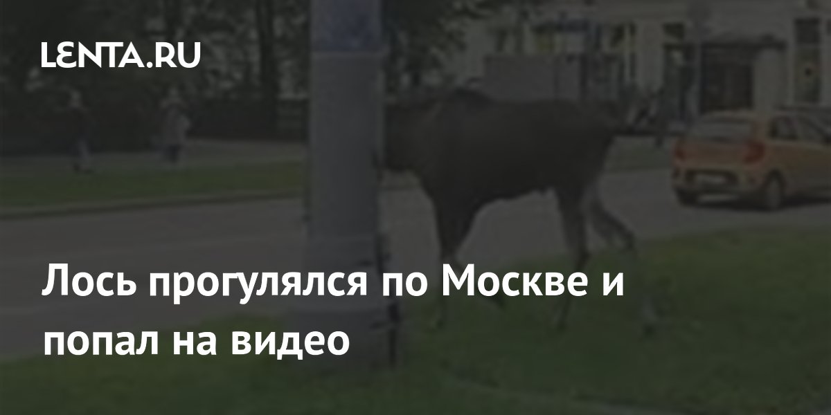 Лось в Измайлово вышел к людям: видео и советы водителям
